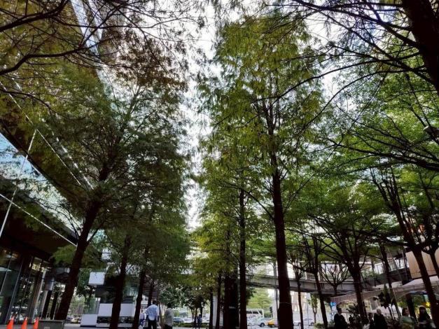 (圖7) 落羽松的景色吸引國內外遊客的造訪，巧妙與商業空間結合