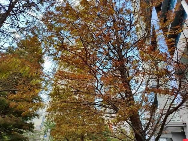(圖9) 近日寒流來襲，天氣漸漸變冷，催使落羽松開始轉色
