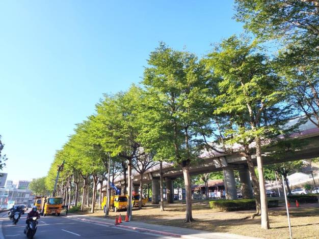 圖片15：西安街二段-修剪前