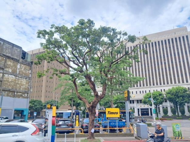 圖片18：提升樹冠透風性及降低斷枝等風險