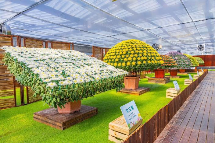 圖片24：士林官邸菊展以各式造型菊、大菊及藝術家裝飾藝術打造主題園區