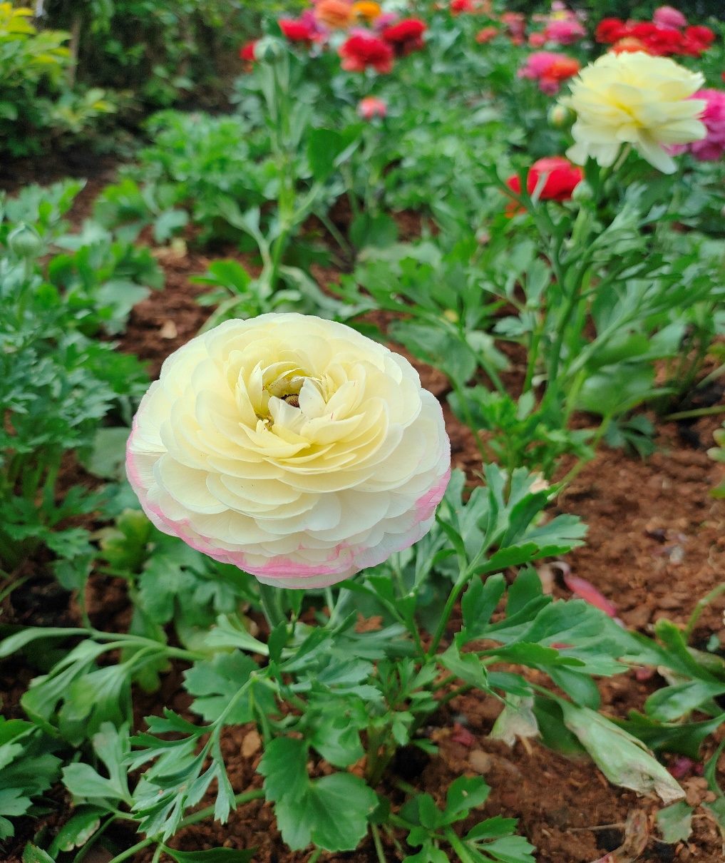 圖片來源：臺北市政府