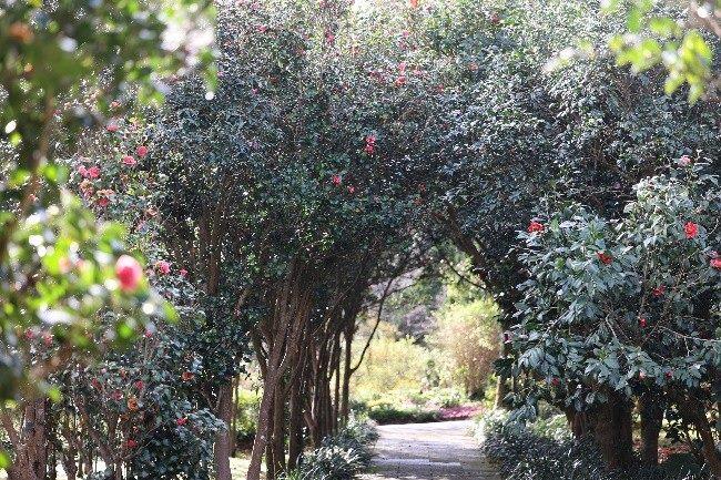 茶花盛放，形成迷人的冬日花卉隧道。