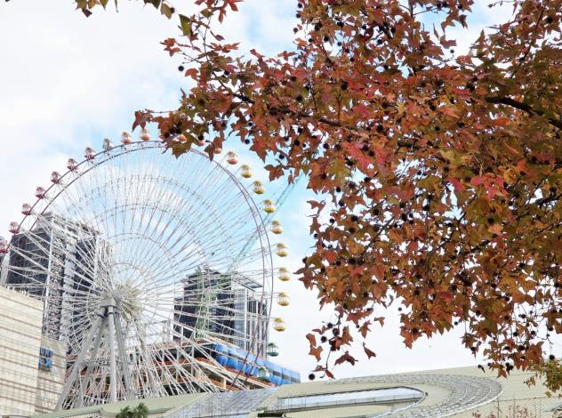 (圖14)中山21號廣場楓香