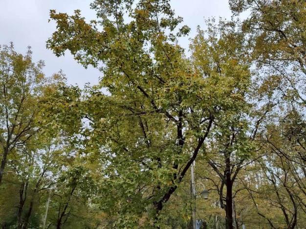 (圖3) 不管是晴天還是陰天，隨便拍都很美(林森公園、康樂公園)