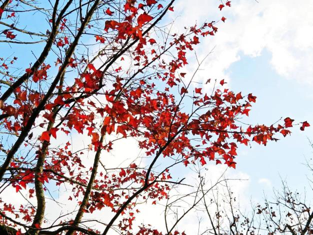 (圖18)至善路三段楓香