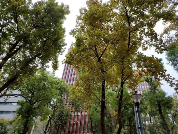 (圖11) 知名的中山北路1段至3段楓香林蔭也已開始變色，約2周後也會有優質美景可以觀賞(中山北路1-3段)
