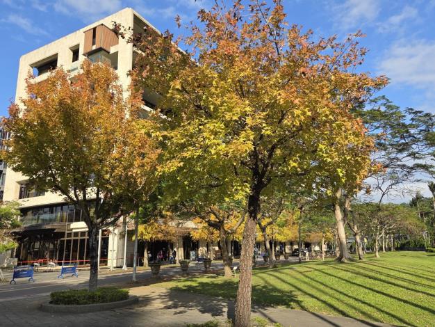 (圖15)中山北路五段靠士林官邸楓香