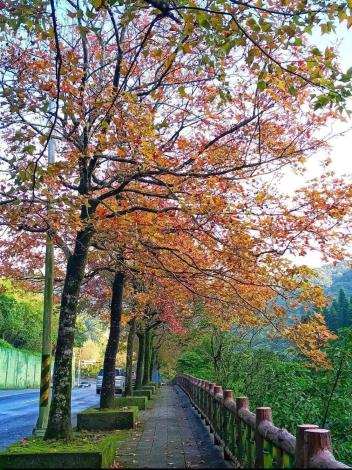 (圖19)至善路三段楓香