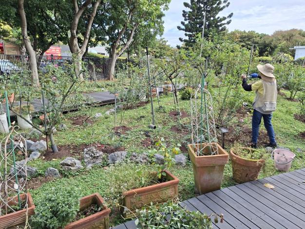 圖6品種區志工修剪身影。