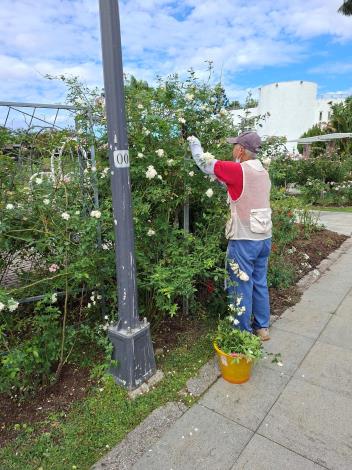 圖3育種家花園志工修剪身影。