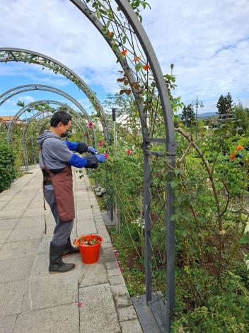 圖5五彩玫瑰區志工修剪身影。