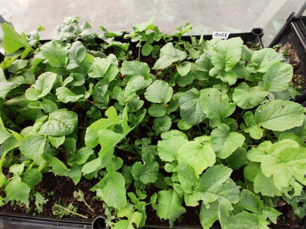 圖2 綠屋頂菜園使用土壤改良劑，種植的植栽也生長茂盛