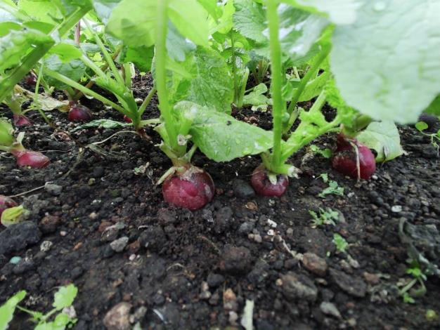 圖3 種植在綠屋頂上飽滿的櫻桃蘿蔔