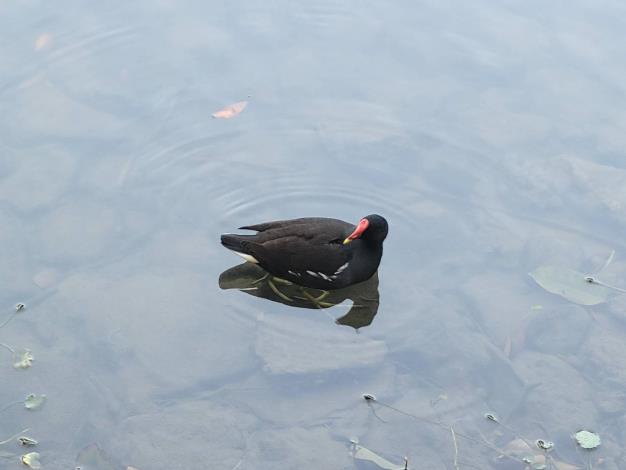 圖5.大安森林公園吸引紅冠水雞來育雛