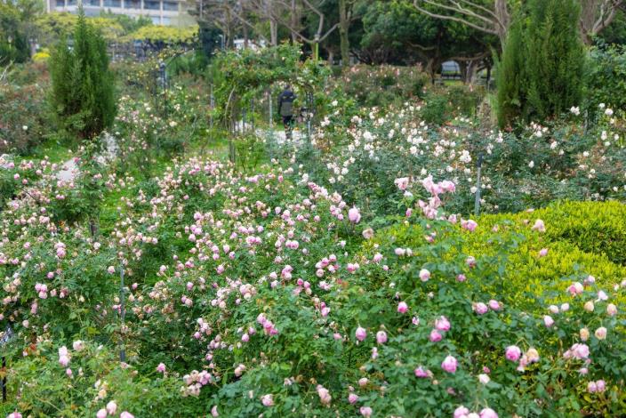 圖4. 2025臺北玫瑰展玫瑰園盛開照
