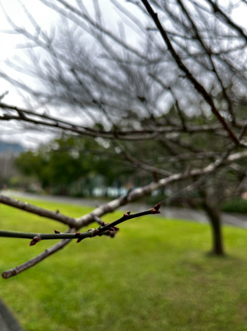 圖3. 南港公園花影-休眠的梅花花芽