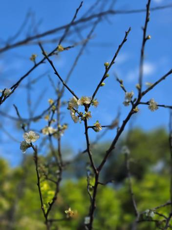 圖5. 南港公園花影-百花齊放的枝條