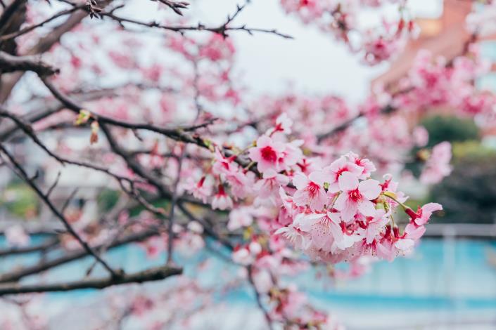 2025樂活公園寒櫻