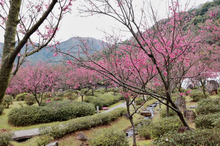 櫻花溪流區的山櫻花已開五成