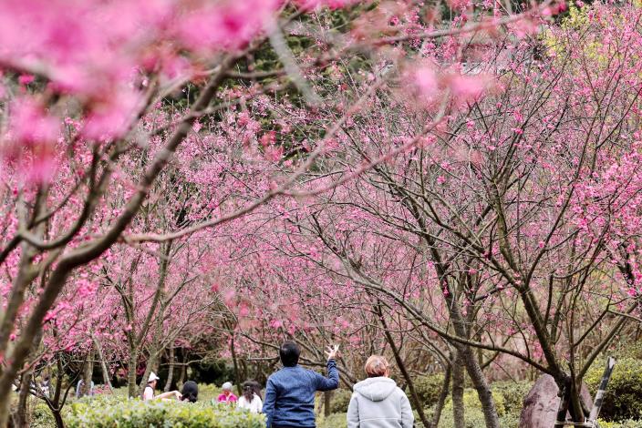 遊園民眾欣賞山櫻之美