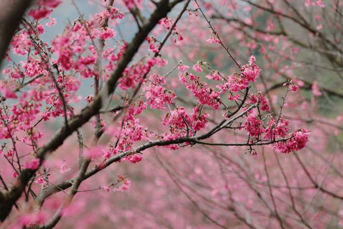 陽明山花季的山櫻花盛開陽明山花季的山櫻花盛開陽明山花季的山櫻花盛開陽明山花季的山櫻花盛開陽明山花季的山櫻花盛開陽明山花季的山櫻花盛開陽明山花季的山櫻花盛開陽明山花季的山櫻花盛開陽明山花季的山櫻花盛開陽明山花季的山櫻花盛開陽明山花季的山櫻花盛開陽明山花季的山櫻花盛開陽明山花季的山櫻花盛開陽明山花季的山櫻花盛開陽明山花季的山櫻花盛開陽明山花季的山櫻花盛開陽明山花季的山櫻花盛開