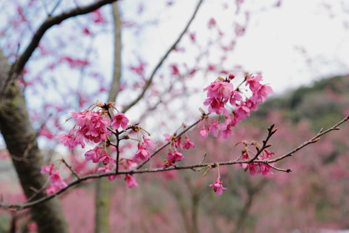 陽明山山櫻綻放