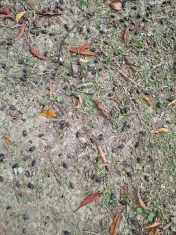 圖13杜英的樹蔭下與行人步道,都能看到暗紅色老葉鋪陳其中,夾雜橄欖形的成熟黑色核果,勾勒出充滿季節感的林蔭景致。