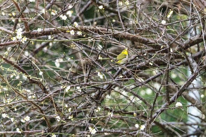 圖4鳥兒高踞梅花枝頭(榮星花園公園生態守護志工隊林雍善隊長拍攝)。