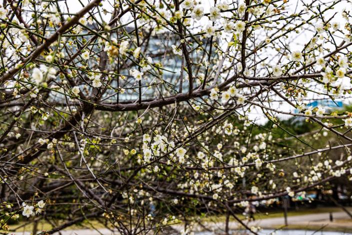 圖2園內老梅樹依偎在荷花池旁盛開,潔白花朵有如落雪,別有一番冬日風情(榮星花園公園生態守護志工隊林雍善隊長拍攝)。