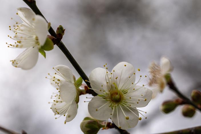 圖6氣溫越低,梅花就綻放越茂盛,枝頭常可見三蕾齊開、五瓣成花的盛景(榮星花園公園生態守護志工隊隊長拍攝)。
