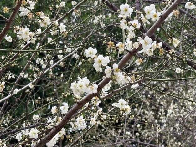 圖5梅花原產於中國,以小巧潔白、風格雅緻著稱,廣泛運用於園林景觀。