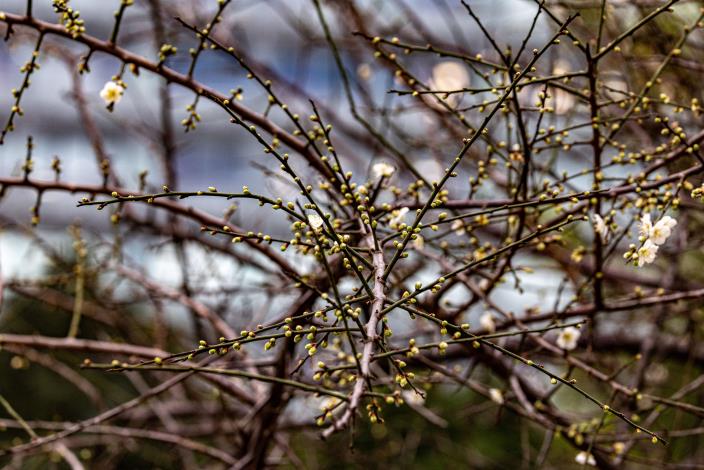 圖7目前梅花約綻放六成,枝枒上仍有許多花苞(榮星花園公園生態守護志工隊隊長拍攝)。