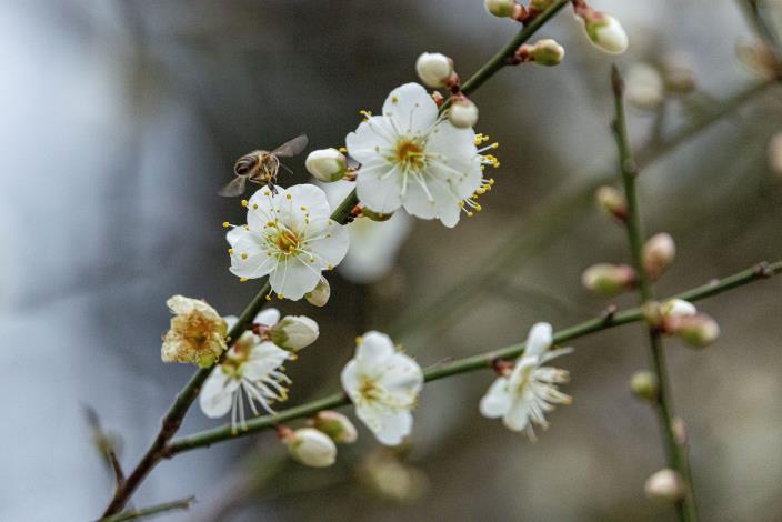 圖3梅花盛開,蜜蜂在花間忙碌採集花蜜。