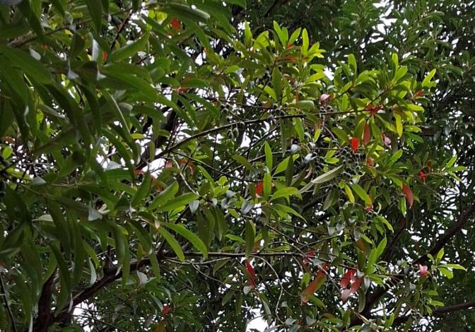 圖11紅葉悄然浮現在杜英樹梢,與常綠葉片交織成層次豐富的景觀。