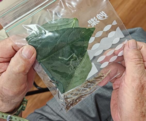 圖2透過現場發現的蟲害植物標本讓學員練習識別潛葉蠅傷害痕跡