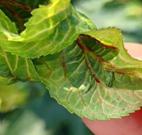 圖7.吸食嫩葉枝葉造成葉片黃化及捲縮的小綠葉蟬