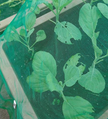 圖5.利用簡單圍網減少蟲害，但需隨時檢查是否有縫隙。