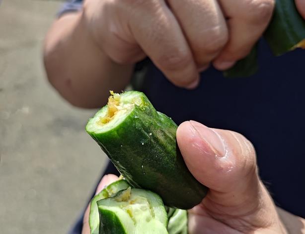 圖3.展示果實蠅幼蟲危害使得小黃瓜變形以及降低食用品質