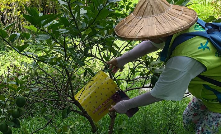 圖4.放置黏蟲紙必須要在通風且低矮的空間，可同時捕捉跳躍型昆蟲及飛行昆蟲。