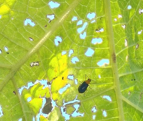 圖6.讓瓜葉變成篩子狀的黑守瓜