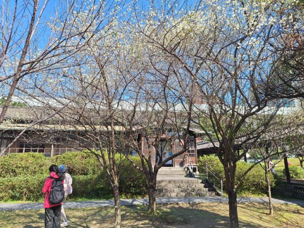 圖2. 逸仙公園內國父史蹟館等歷史建築環繞映襯的梅花之美