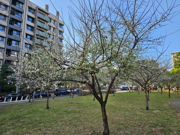 圖5. 奇岩綠地上的梅花陸續開放嘍