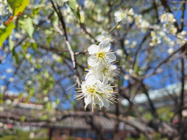 圖4. 梅花姿態悠雅而芬芳