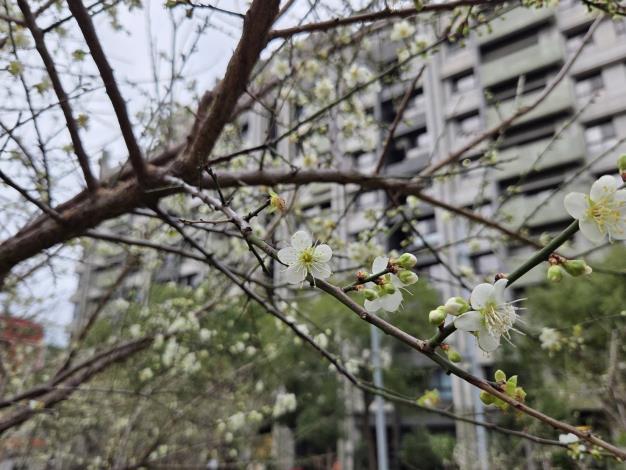 圖6. 愈冷愈開花的白梅