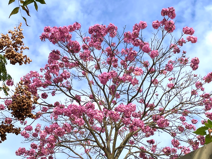 圖片來源：臺北市政府