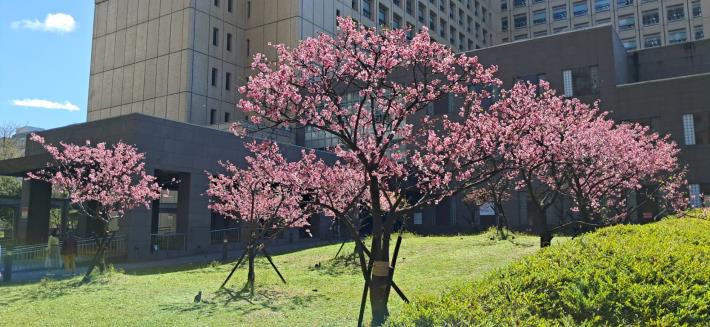圖2. 市府周邊櫻花盛開。