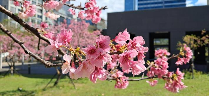 圖5. 市府周邊櫻花盛開近照。