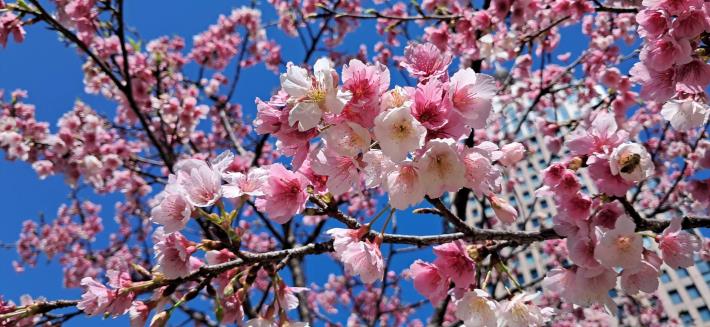 圖4. 市府周邊櫻花盛開近照。