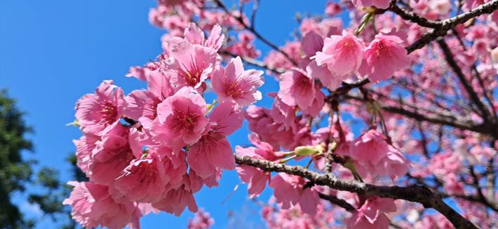 圖6. 市府周邊櫻花盛開近照。